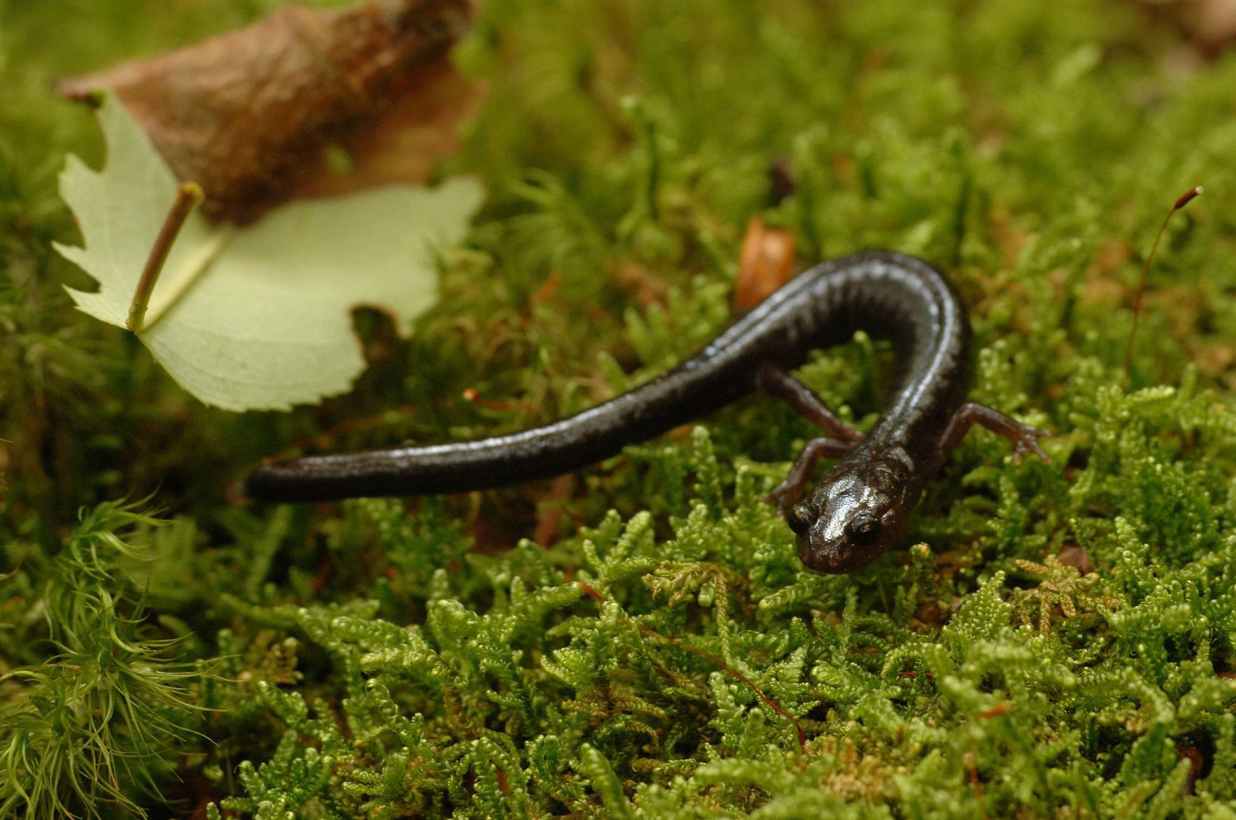 Cheat Mountain salamander